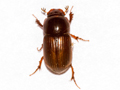 Bodilopsis rufa